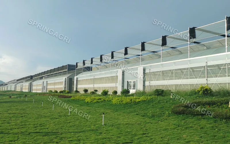 Aşağı Xərcli Multispan Plastik Tərəvəz İstixanası ilə Böyük Ölçekli