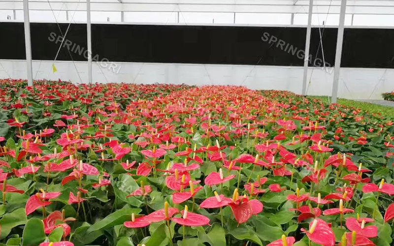 Satılır Multispan Anthurium İstixana