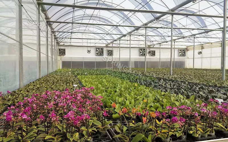 Satılır Multispan Phalaenopsis Orkide İstixanası