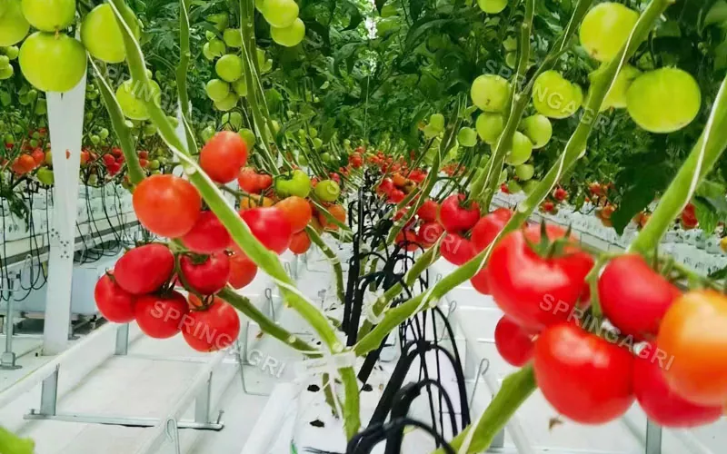 Multispan Plastik Pomidor İstixanası